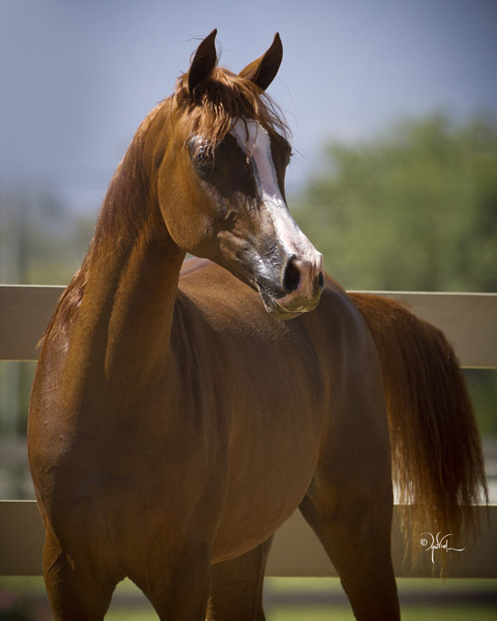 Taormina JCA Jade Creek Arabians